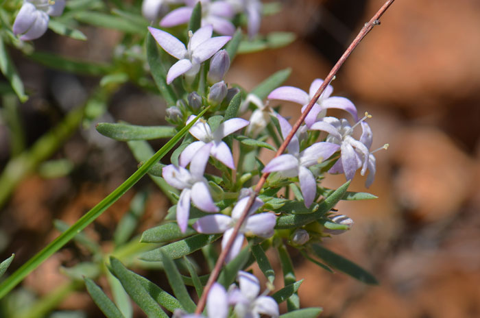 Pygmy Bluet is a perennial higher elevation species with tropical roots and may be found in high desert transition areas. Houstonia wrightii